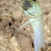 jawfish_yellowhead_bcf_nwp_v_0360_tci2289.jpg